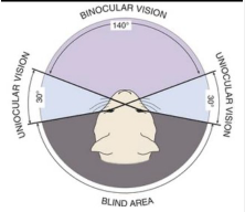 <p>■ Gevoelig voor beweging</p><p>■ Scherpste zich op 60 a 90 cm</p><p>■ Diepte zicht binoculair 90 a 140°</p><p>■ Siamees heeft een grote neusbrug in de weg</p><p>● Minieme binoculaire visie</p>