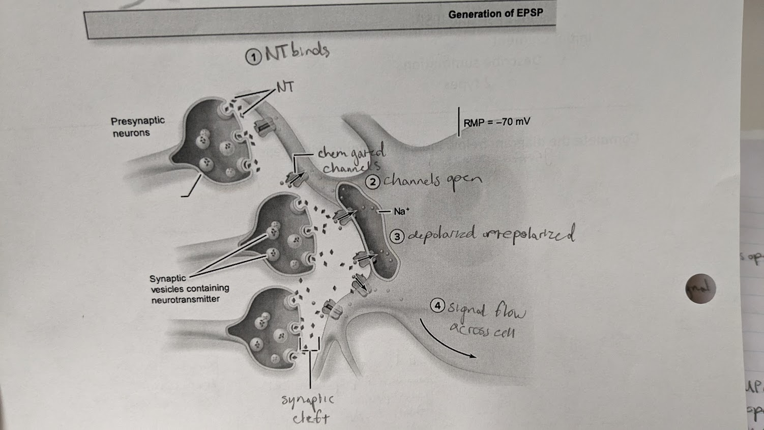 <p>1) NT binds postsynaptic receptor. chemically gated<u> cation channels</u> open</p><p>2) <u>Na+ and K+ move thru cation channels → Na+ floods in, more Na+ in than K+ out</u></p><p>3) Cell membrane <u>depolarized = EPSP</u></p><p>4) EPSP moves thru membrane. Local current weakens as it moves (bc of cytosol resistance)</p>