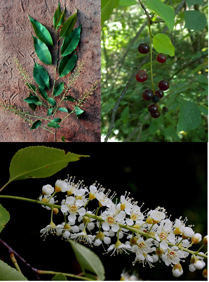 <p>(drupe, actinomorphic, hypanthium, simple leaves, stipule sometimes, hardwood)</p>
