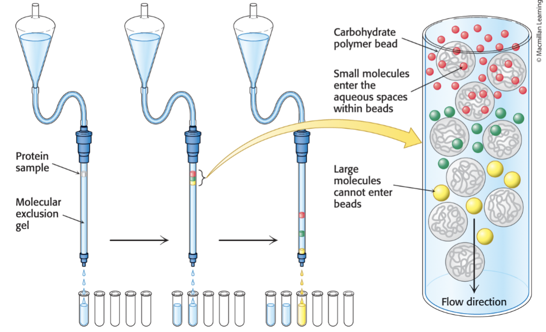 <p>SEC separates molecules by size→ molecules are passed through a porous matrix.</p><p>Large molecules→ too large to enter the pores of the beads (matrix), so they move around and go through the column, so they elute <strong>first</strong></p><p>Small molecules→ enter the pores of the beads (matrix), which slows their path. They elute <strong>later</strong></p>