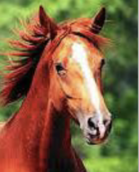 <p>What is this face marking?</p>