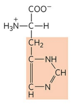<p>Abbreviation: His, H</p><p>pK<sub>a </sub>of R group: 6.0</p><p>will exist as either protonated or deprotonated at physiological pH given how close it is (pH = 7.4)</p>