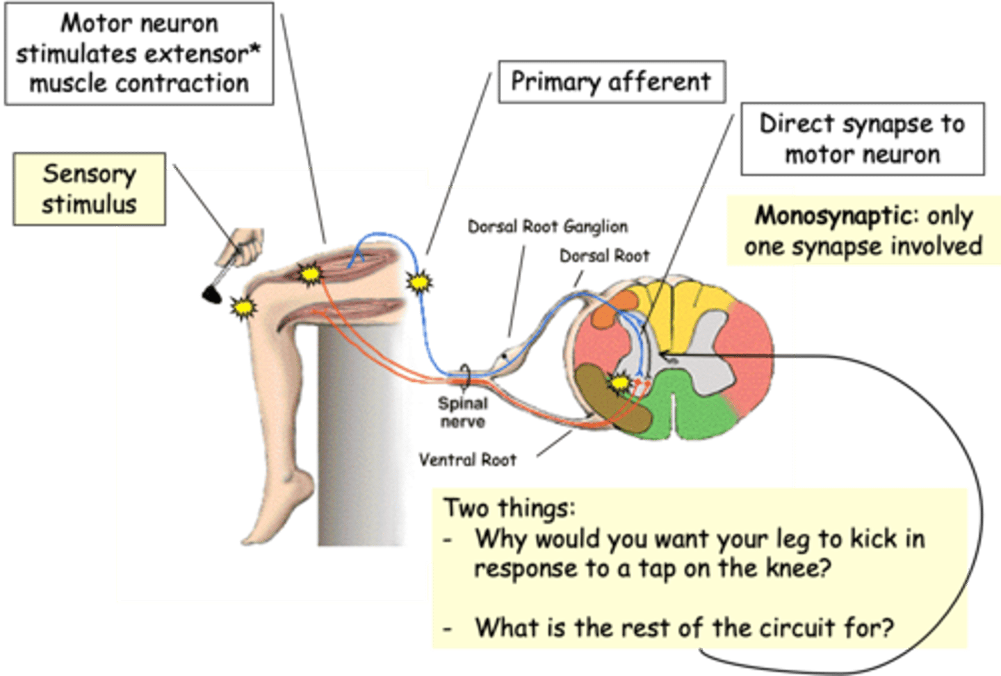 <p>Patellar reflex</p>