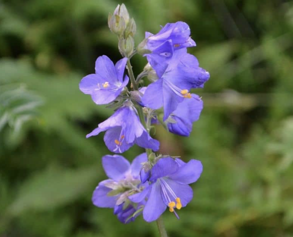 Flower 144