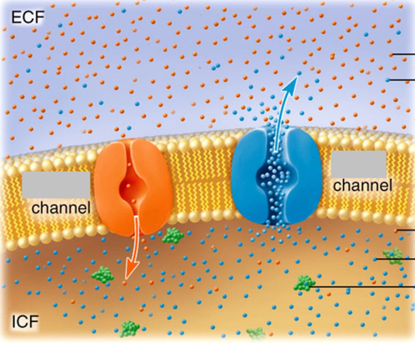 <p>The orange channel is the sodium/potassium channel</p>