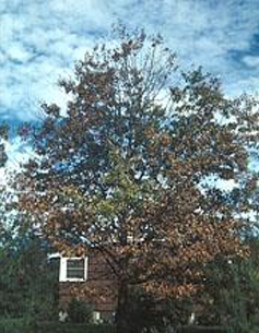 <p>Oak Wilt - vascular (systematic &amp; lethal)</p><p>Sap-feeding beetles/roots</p><p>Mycelium blocks xylem</p><p>Toxin promotes wilting in seedlings</p>