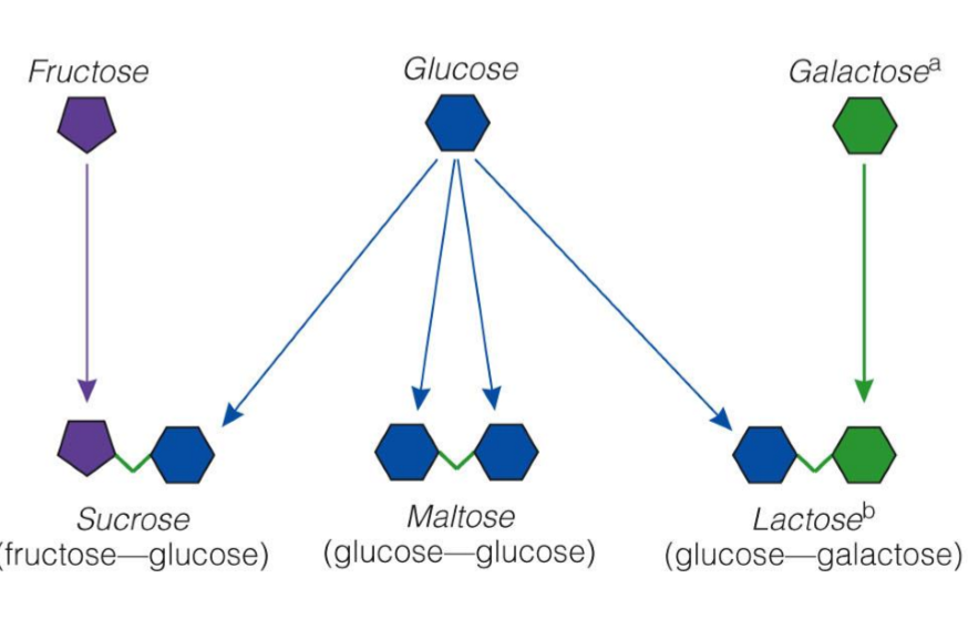 <p>In <u>disaccharides</u>, galactose + glucose = ???</p>