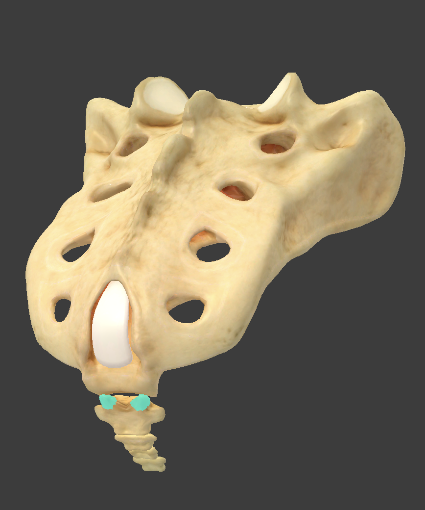 <p>what component of the caudal is this?</p>