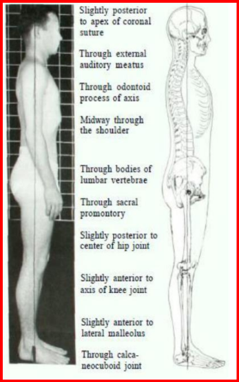 <p>Câu 39: <span style="color: yellow;"><span>(Nhìn nghiêng)</span></span> <span style="color: blue;"><span>Vị trí</span></span><span style="color: red;"><span> dây dọi</span></span> so <span style="color: yellow;"><span>với mắt cá ngoài</span></span>?<span>&nbsp;</span></p><p class="MsoNormal">A. Hơi ở <span style="color: red;"><span>phía trước</span></span><span style="color: green;"><span> mắt cá ngoài</span></span><span>✓&nbsp;</span></p><p class="MsoNormal">B. Hơi ở phía sau mắt cá ngoài<span>&nbsp;</span></p><p class="MsoNormal">C. Đi qua chính mắt cá ngoài<span>&nbsp;</span></p><p class="MsoNormal">D. Đi qua mắt cá trong<span>&nbsp;</span></p>