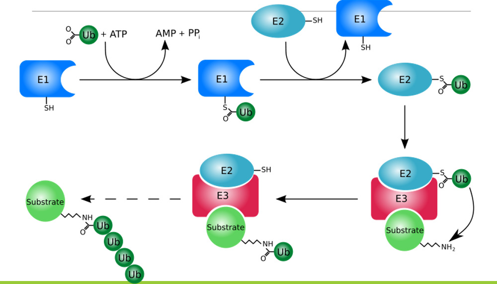 <p>ubiquitination</p>