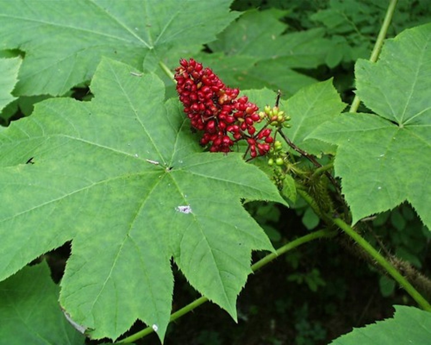 <p>Medicinal Powerhouse and other uses</p><p>- A close relative of ginseng, devil’s club has been used for generations by Indigenous peoples to treat conditions like arthritis (and other inflammatory conditions), tuberculosis, diabetes, digestive issues, and for spiritual protection</p><p>- Berries rubbed on head to make hair shiny</p><p>- Used charcoal from plant with bear grease to insert under skin as tattoo</p><p>Physical Features</p><p>- Tall, woody stems (up to 3 metres)</p><p>- Covered in painful yellowish spines, even on the undersides of leaves.</p><p>- Massive, maple-like leaves and bright red berry clusters (in late summer)</p><p>- Grows in moist forest areas and near streams.</p><p>Caution</p><p>- The spines are not stinging, but they pierce easily and can break off under the skin, sometimes causing infection or long-lasting irritation.</p>