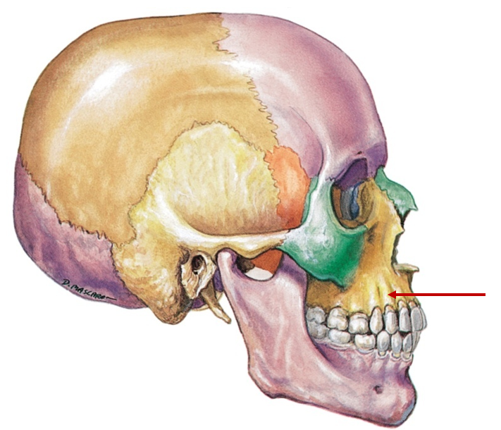 <p>Upper jaw</p>