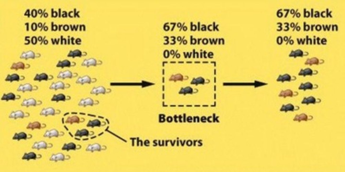 <p>Population reduction affecting genetic diversity.</p>