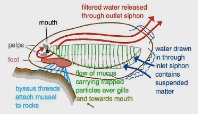 <ul><li><p>2 openings that allows water to come in and water come out</p></li><li><p>Filters sometimes get clogged. So clams can close openings if they sense something like sand coming in their direction that could clog their filter</p></li><li><p>Water drawn in through inlet siphon contains suspended matter</p></li><li><p>Flow of mucus carry trapped molecules over gills and towards mouth</p><ul><li><p>Mucus and gills act as the filter</p></li></ul></li><li><p>Byssus threads attach mussel to rocks</p></li><li><p>Filtered water released through outlet siphon</p></li></ul><p></p>