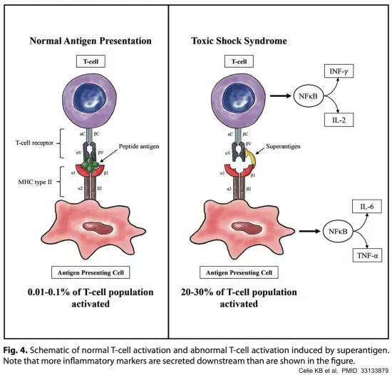 <ul><li><p>M protein from bacteria activates neutrophils → shock → organ damage</p></li></ul><p></p>