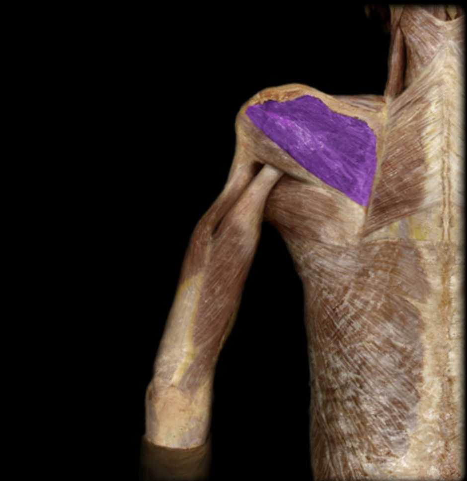 <p><em>table 1</em><br><em>O: infraspinous fossa of scapula</em><br><em>I: greater tubercle of humerus</em></p>