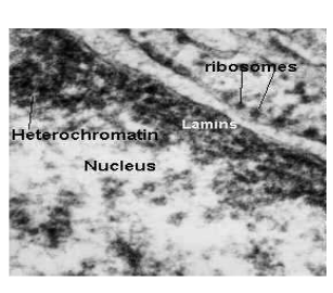 <p>nuclear membrane characteristics?</p>