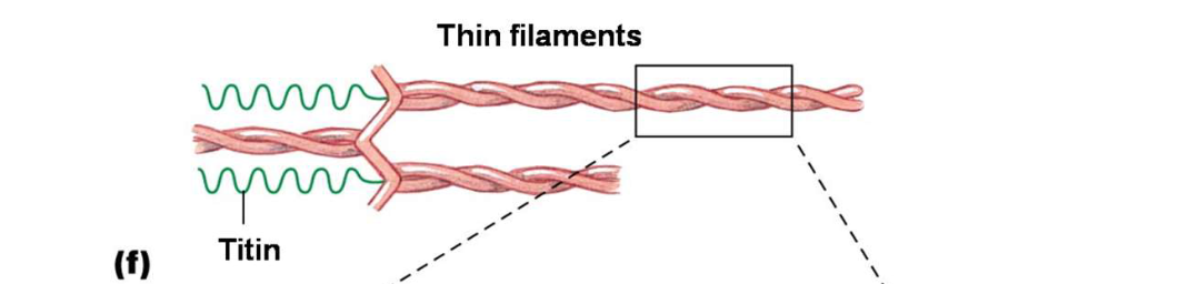 <p>The thin myofilament is made up ofā¦</p>