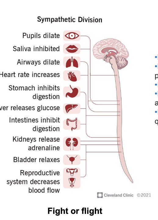 <ul><li><p>eyes </p><ul><li><p>enlarge your pupils to let more light in and improve vision</p></li></ul></li><li><p>heart</p><ul><li><p><u>increase</u> heart rate to improve delivery of oxygen to others parts of body</p></li></ul></li><li><p>lungs</p><ul><li><p>relax your airway muscles to improve oxygen delivery to your lungs</p></li></ul></li><li><p>digestive tract</p><ul><li><p>slow down digestion so its energy is diverted to other areas of body</p></li></ul></li><li><p>liver</p><ul><li><p>activate energy stores in liver to energy that can be used quickly</p></li></ul></li></ul><p></p>