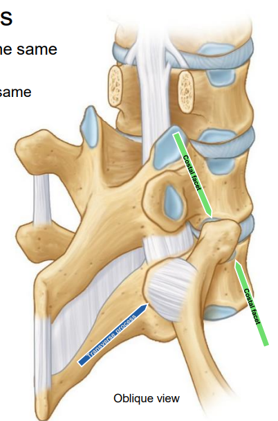<p>Joints where rib heads articulate with the vertebral body of the same number and the body of the next superior vertebrae; tubercles articulate with transverse processes (except ribs 1, 11, 12- only articulate with vertebral body of same number).</p>