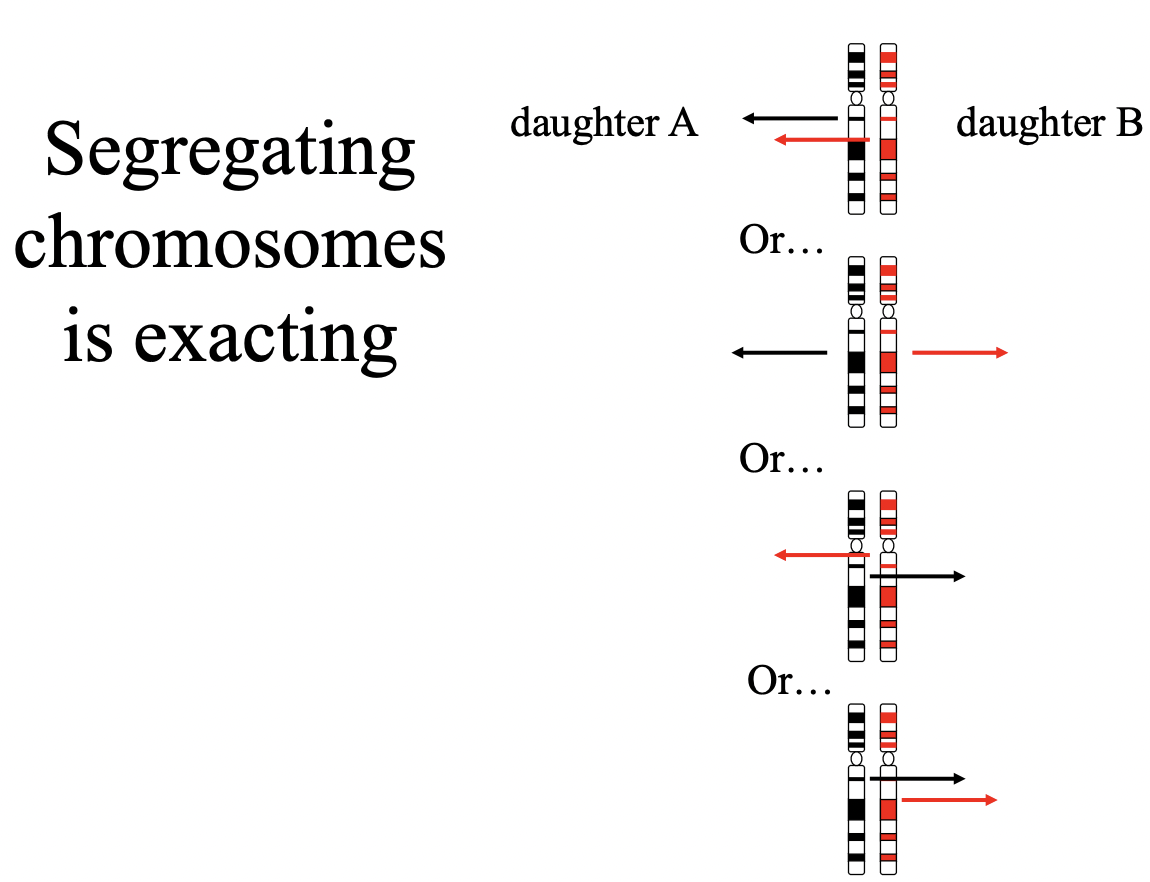 <ul><li><p>Unlikely it happens by choice since that would mean both chromatids would have an equal chance of entering either of the two daughter cells</p></li><li><p>Thus the probability of each daughter cell getting one chromatid is 50%</p></li><li><p>Assuming the segregation of chromatids from different chromosomes is independent, the probability that both cells inherit one chromatid from each of the 46 chromosomes in a human cell, only by chance, is 0.5 ^ 46</p></li></ul>