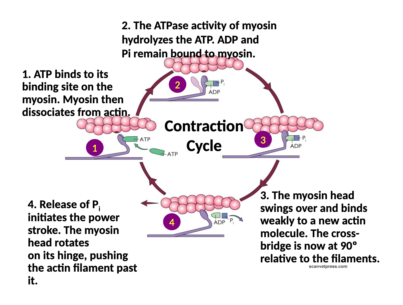 <p>1) ATP binds to binding site on myosin, myosin dissociates from actin</p><p>2) ATPase activity of myosin hydrolyzes the ATP, ADP and phosphate remain bound to myosin</p><p>3) myosin head swings over and binds weakly to a new actin molecule, the crossbridge is now at 90 degrees relative to the filaments</p><p>4) the release of the phosphate initiates the power stroke, the myosin head rotates on its hinge pushing the actin filament past it</p>