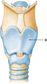 <p>Which cartilage is labeled "D"? </p>