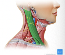 <p>What muscle is this?</p>