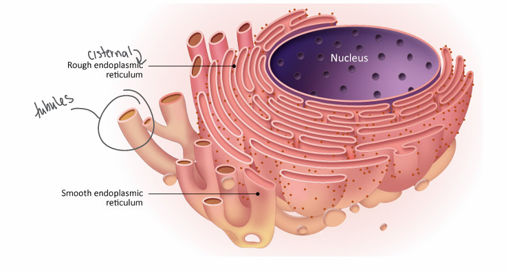 <ul><li><p>calcium storage, steroid synthesis, phospholipid synthesis, enzymes to detoxify drugs</p></li></ul><p></p>