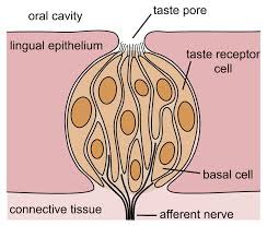conversion of one form of energy into another. In sensation, the transforming of stimulus energies, such as sights, sounds, and smells, into neural impulses our brains can interpret. ex - molecules of skunk spray enter nose, transform to electric signal, and interpreted by brain as unpleasant odor.