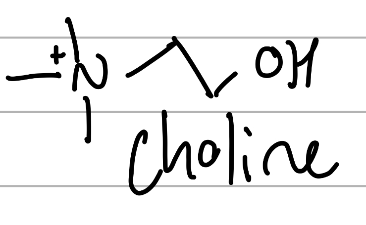 <p>Me3-N+ CH2CH2OH;</p><p>component of lipids </p>