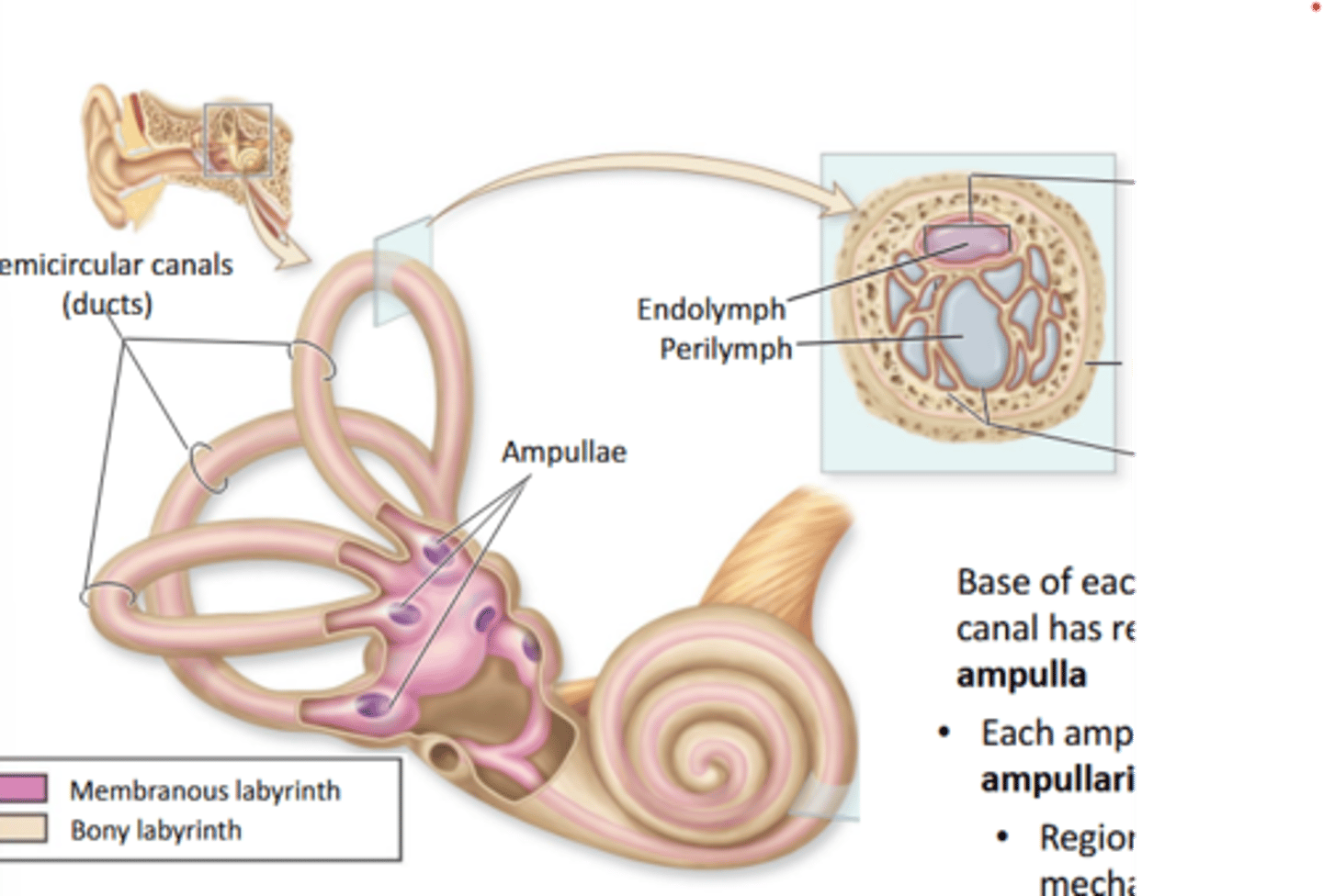<p>Region of mechanoreceptors for dynamic equilibrium</p>