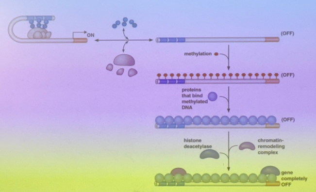 <p>the Cs that are methylated regulate protein binding</p><p>imagine that there are lots of CpG islands in the enhancer (dozens of CG dinucleotides). if one gets methylated, almost all of them in the region will be. C has to be able to continue to bind to G though, so the methyltransferase adds it off to the side in the major groove.</p><p>thus when Cs are methylated, proteins bind more poorly → the TA is less likely to bind to the methylated enhancer, so even if the TA is turned on, it doesn’t matter if it can’t bind. the gene is repressed even as we take away the methylating signal because the DNA has memory and all copies will look like its predecessor</p>