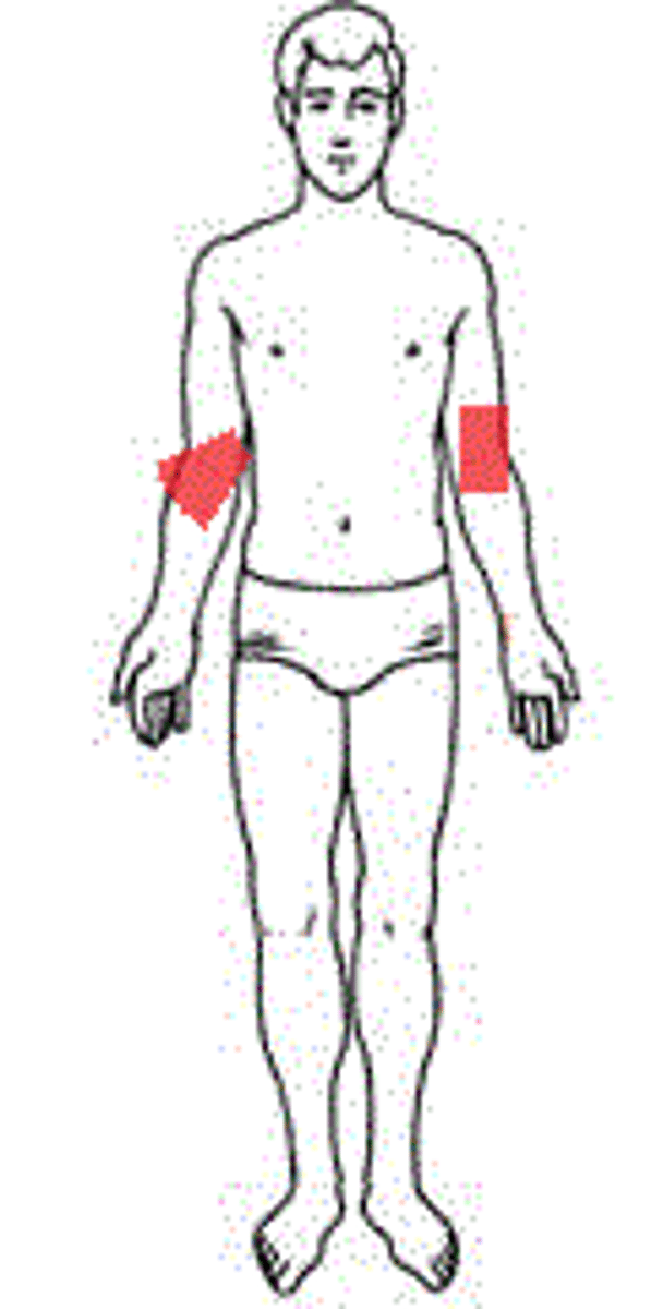 <p>front of elbow</p>