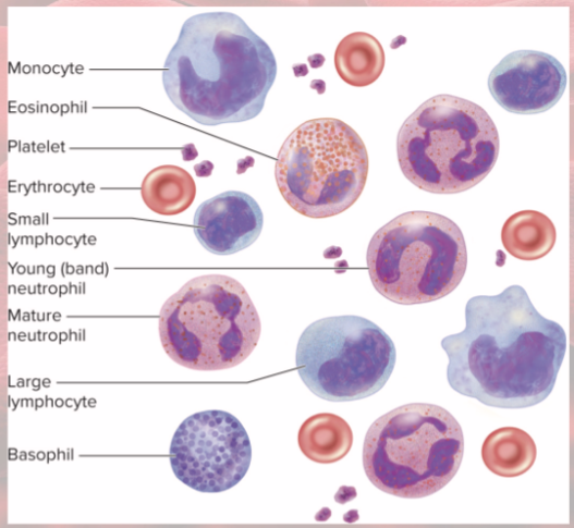 <p>1) erythrocytes (RBCs)</p><p>2) Platelets</p><p>Leukocytes (WBCs)</p><p>Granulocytes</p><p>3) Neutrophils</p><p>4) Eosinophils</p><p>5) Basophils</p><p>Agranulocytes</p><p>6) Lymphocytes</p><p>7) Monocytes</p>
