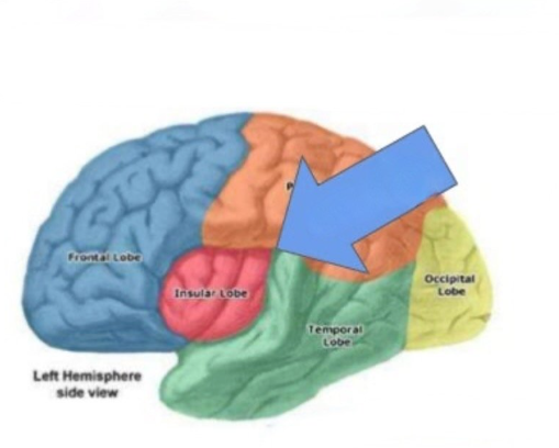 <p>Insular Cortex</p>