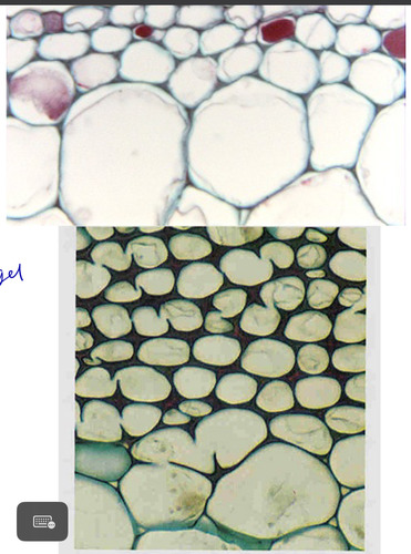 <p><span>• Usu. elongated<br>• Alive at maturity<br>• Uneven thickening of primary walls<br>• Large amount of pectins and hemicelluloses</span></p>