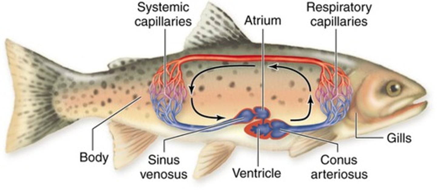 <p>a thick walled muscular heart chamber from which blood is pumped out to the body</p>