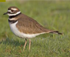 <p><span><span>Charadrius vociferus </span></span></p>