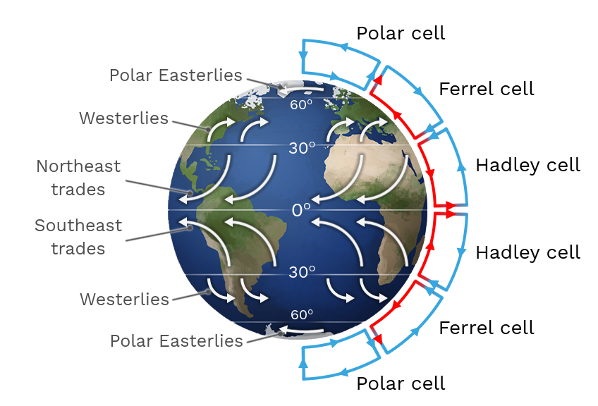 <ul><li><p>converging air goes up, producing clouds and precipiration </p></li><li><p>polar fronts at surface are associated with a jet stream</p></li><li><p>jet stream W→E</p></li><li><p>the number of cells per hemisphere is a function of rotation rate of a planet and its size </p></li><li><p>at some latitudes more energy is recieved by the sun and some areas have surplis. Flow from the poles to the equator in both hemispheres which produce the single-cell atmospheric circulation</p></li></ul><p></p>