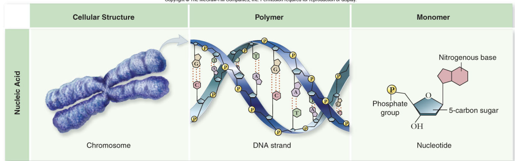 <p>They are formed of nucleotides, which consist of a 5 carbon sugar, phosphate group, and nitrogenous base. Then turned into a dna strand that connects these nucleotides through phosphodiester bonds. And then turned into chromosomes.</p>