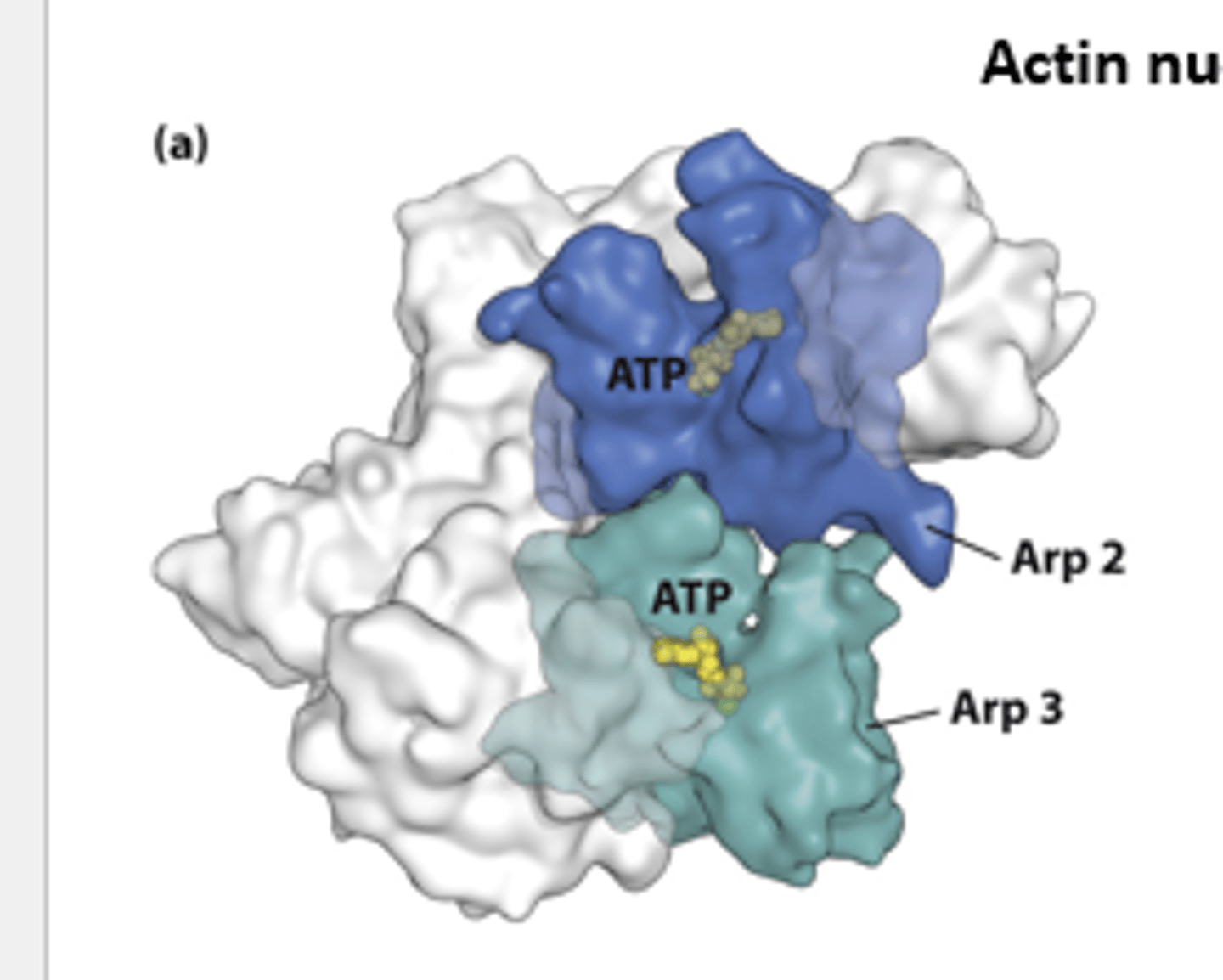 <p>X-ray crystallographic structure of the __________ complex - composed of actin-related polypeptides Arp2 (blue) and Arp3 (green) and five additional subunits (gray).</p>