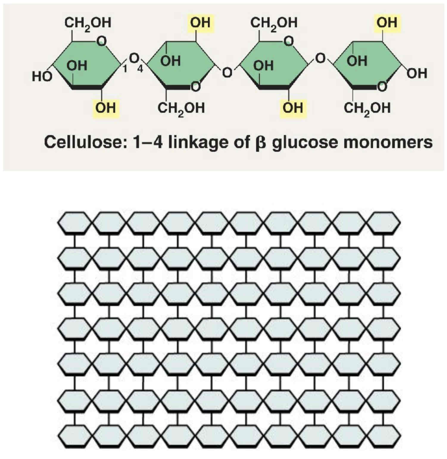 <p><strong>Cellulose</strong> is a structural polysaccharide found in plant cell walls. Cellulose consists of many long, parallel chains of β glucose units. The β glucose monomers are joined by C1 – C4 glycosidic bonds. The β bond rotates adjacent glucose molecules by 180o; this allows <strong>hydrogen bonds</strong> to form between OH groups of adjacent cellulose chains.</p><p>Between 60 and 70 cellulose molecules become tightly cross-linked by hydrogen bonds to form bundles called <strong>microfibrils</strong>. Microfibrils are bunched together in bundles to form <strong>fibres.</strong></p><p>Cellulose is unreactive and stable (due to being unbranched) and has a high tensile strength (due to the formation of microfibrils and fibres).</p>