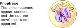 <ol><li><p><span>Centrioles move to other ends of the cell</span></p></li><li><p><span>Chromatin becomes dense to make <strong>mitotic chromosomes</strong>&nbsp;</span></p><ol><li><p><span>Each copy is a <strong>chromatid</strong>, attached to the <strong>centromere </strong>(center)</span></p></li><li><p><span>A protein called the <strong>kinetochore</strong> binds the centromere, providing a point of attachment for the microtubules to come and separate during mitosis</span></p></li></ol></li><li><p><span>Sister chromatids are connected by the centromere</span></p></li><li><p><span>Nucleoli disappear</span></p></li><li><p><span>Spindle fibers form and attach to kinetochore on chromosome.</span></p></li></ol><p></p>