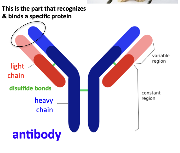 <p>(+) antibodies allow one to measure the end product of protein-coding genes directly</p><p>(-) antibodies are less predictable than nucleic acids and more difficult to obtain</p><ul><li><p>di-sulfide bonds in proteins</p></li><li><p>antibody</p></li></ul><p></p>