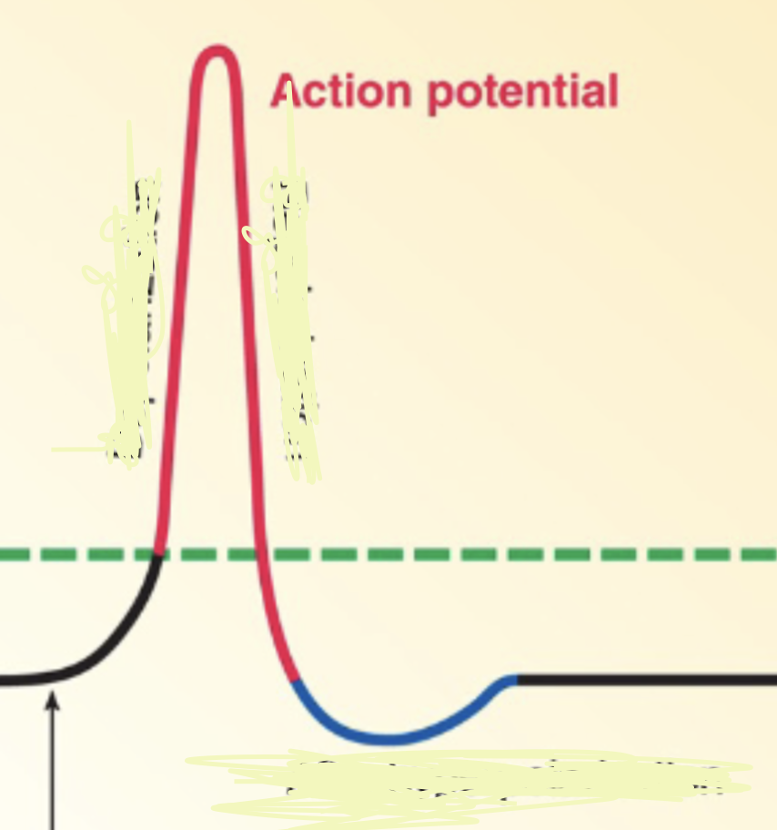 <p>In the blue what is this called? When does it occur? What happens after an (the name of this blue line)?</p>