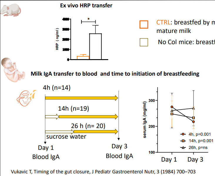 <p>- Gut permeability</p><p>- CTRL: breastfed by mothers providing colostrum at birth, followed by mature milk</p><p>- No Col mice: breastfed by mothers providing mature milk from birth</p>