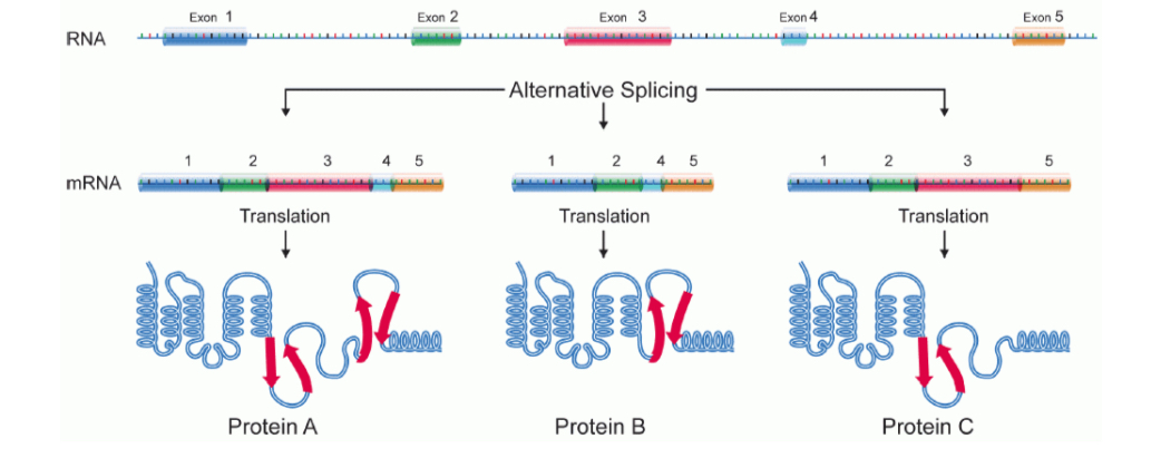 <p>a splicing mechanism to increase variability of proteins that are produced by a single gene through combining exons in different combinations</p>