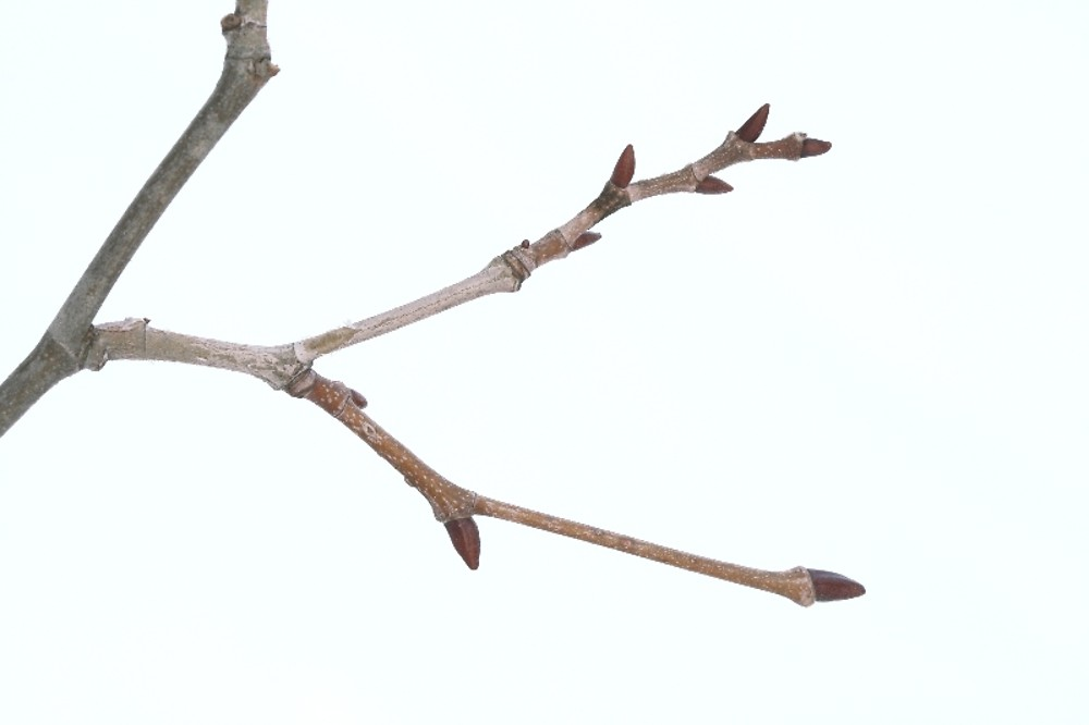 <p>Common name: Sycamore</p><p></p><p>Genus: Platanus</p><p></p><p>Species: occidentalis</p><p></p><p>Family: Platanaceae</p>