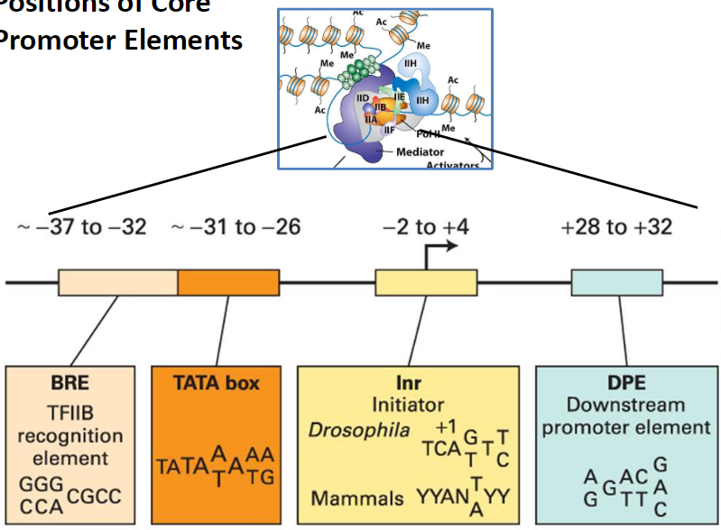 <p><strong>BRE</strong><br> TFIIB recognition element<br> Located around -37 to -32</p><p><strong>TATA Box</strong><br> Located around -31 to -26</p><p><strong>Inr (Initiator)</strong><br> Spans -2 to +4<br> +1 is the transcription start site<br> Drosophila: TCAST<br> Mammals: YYANTYY</p><p><strong>DPE (Downstream Promoter Element)</strong><br> Located +28 to +32<br> Sequence example: GAGACAGTTC</p><p><strong>Other Notes</strong><br> Core promoter elements are binding sites for general transcription factors (Ac, Me, IIH, IID, etc.)<br> Mediator and activators interact with these elements to regulate transcription</p>